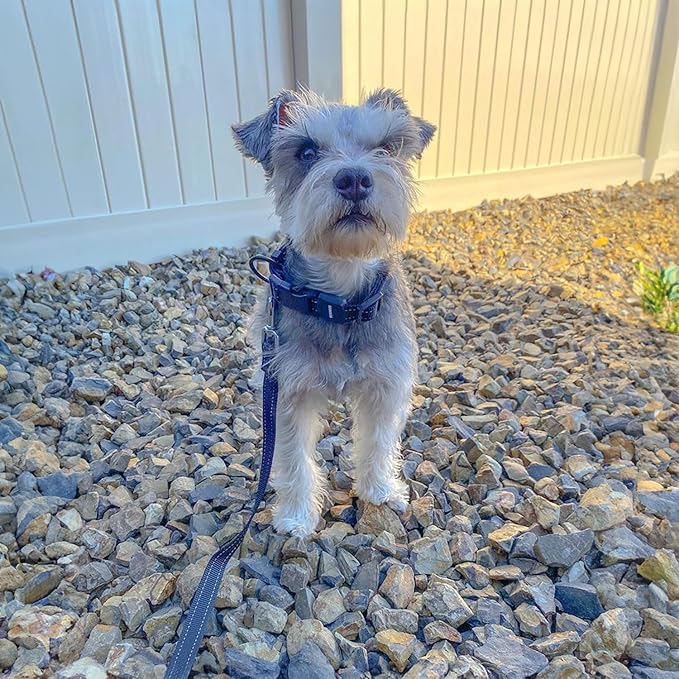 Best Pet Supplies Voyager Reflective Dog Leash or Collar with Neoprene Handle, for Small, Medium, and Large Breed Puppies, Cute and Heavy Duty for Walking, Running and Training - Blue (Leash), M