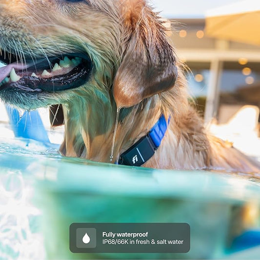 New Fi Series 3+ Smart Dog Tracker Collar [6 Month Membership Included] GPS Tracker for Dogs with Health & Behavior Monitoring, Escape Alerts, Waterproof, LED, Apple Watch Compatible (Yellow, Small)