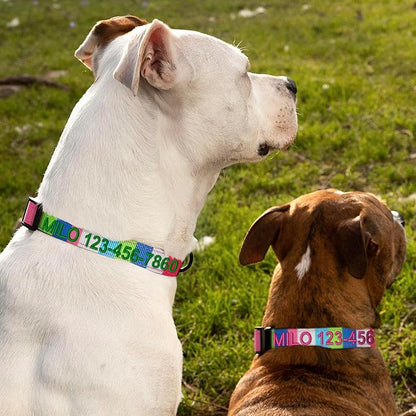 Pawtitas Personalized Dog Collar Medium Dog Collar Embroider Name Phone Number Puppy Collar Adjustable Customized Collar for Medium Dogs Breeds Multicolor Dog Collar