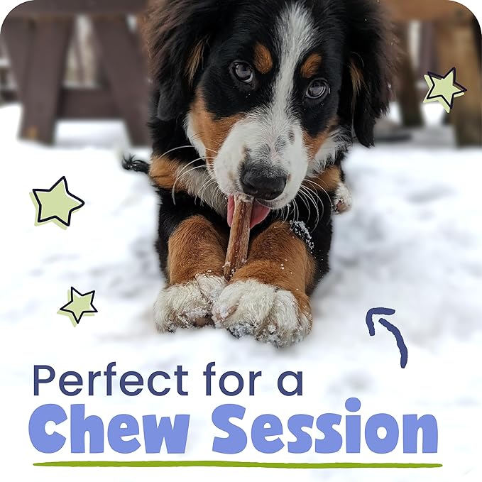 Pawstruck All-Natural 9" Bully Sticks for Dogs - Long Lasting, Rawhide-Free, Low Odor & Grain-Free Dental Chew Treat - Healthy Single Ingredient, 100% Real Beef - 1 lb Bag