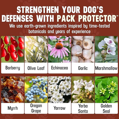 Cesar Millan Better Dog Immune Support Supplement Powder - Pack Protector Immune Support for Dogs, Energy & Internal Balance Dog Supplements w/Proprietary Herbal Blend - 4 oz 60-Day Average Supply