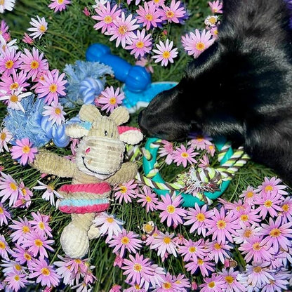 rocket & rex Dog Chew Toy Set for Small to Medium Breeds, Includes All Natural Rubber, Cotton, Ball & Rope Toys, Ideal Puppy Chew Toys for Teething, Reduces Destructive Chewing & Anxiety (Pack of 6)