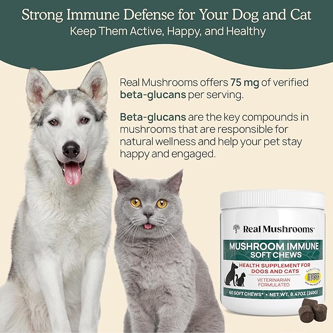 Real Mushroom Immune Pet Chews – For Daily Digestive & Immune Health – Mushrooms for Dogs & Cats Functional Treat – Mushroom Supplement for Dogs & Cats – 1 to 4 Chews For All Breeds & Sizes (60 Count)