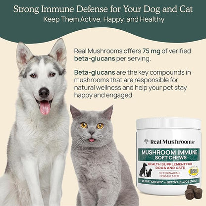 Real Mushroom Immune Pet Chews – For Daily Digestive & Immune Health – Mushrooms for Dogs & Cats Functional Treat – Mushroom Supplement for Dogs & Cats – 1 to 4 Chews For All Breeds & Sizes (60 Count)
