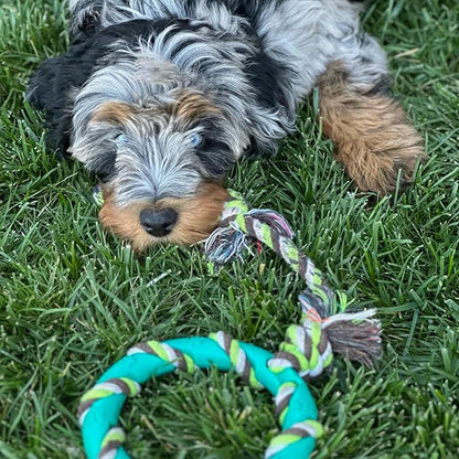 rocket & rex Dog Chew Toy Set for Small to Medium Breeds, Includes All Natural Rubber, Cotton, Ball & Rope Toys, Ideal Puppy Chew Toys for Teething, Reduces Destructive Chewing & Anxiety (Pack of 6)