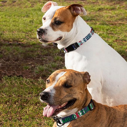 Pawtitas Personalized Dog Collar Extra Small Dog Collar Embroider Name Phone Number Puppy Collar Adjustable Customized Collar for Extra Small Dogs Breeds Multicolor Dog Collar