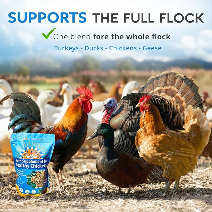 Buff Clucks Herb Supplement for Backyard Chickens - Natural Chicken Treats, Poultry Feed Botanical Mix, Plant-Based Coop Snacks for Daily Wellness, Feather Quality, Egg Production, USA (12 oz)