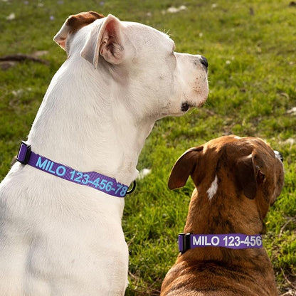 Pawtitas Personalized Large Dog Collar - Embroidered with Name & Phone Number - Adjustable, Customized Collar for Large Dogs & Puppies - Purple