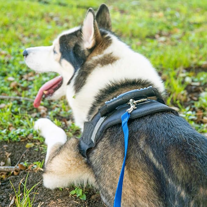 Hi Kiss Dog/Puppy Obedience Recall Training Agility Lead - 15ft 20ft 30ft 50ft 100ft Leash - Great for Play, Camping, or Backyard - Orange 30ft