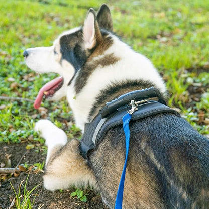 Hi Kiss Dog/Puppy Obedience Recall Training Agility Lead - 15ft 20ft 30ft 50ft 100ft Leash - Great for Play, Camping, or Backyard - Orange 30ft
