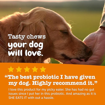 Zesty Paws Probiotics for Dogs, Digestive Enzymes Gut Flora, Digestive Health, Diarrhea & Bowel Support, DE111, Dog Probiotics Soft Chew for Pet Immune System, Chicken, 90 Ct