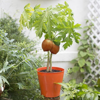 Gardenera Papaya Plant Potting Mix - Unlock Rich Growth and Flavorful Harvests with Our High-Performance Formula - 20 Quart