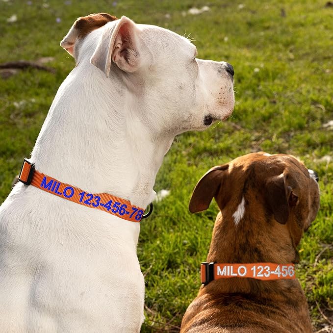 Pawtitas Personalized Dog Collar Medium Dog Collar Embroider with Name Phone Number Puppy Collar Adjustable Customized Collar for Medium Dogs Breeds Puppy Orange Dog Collar