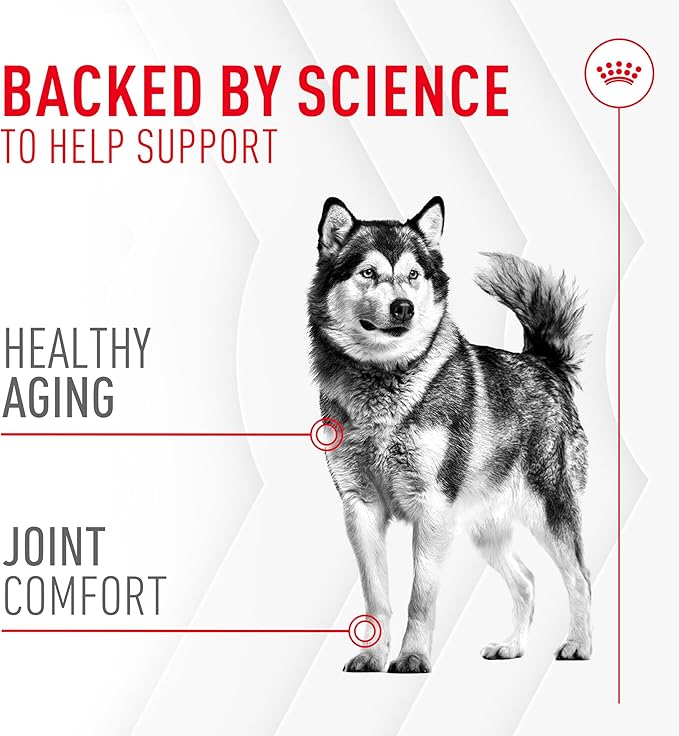 Royal Canin Joint Dog Supplement Soft Chews for Adult Dogs, 60 Count (Pack of 3)