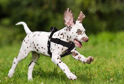 Kruz No Pull Dog Harness (Chest 26”-38”, Weight 44-88 lbs) Heavy-Duty Pet Harness for Large Breeds, Ultra-Comfort Fit, Lifetime Durability, Adjustable Dog Harness No Pull Design (Black, Large)