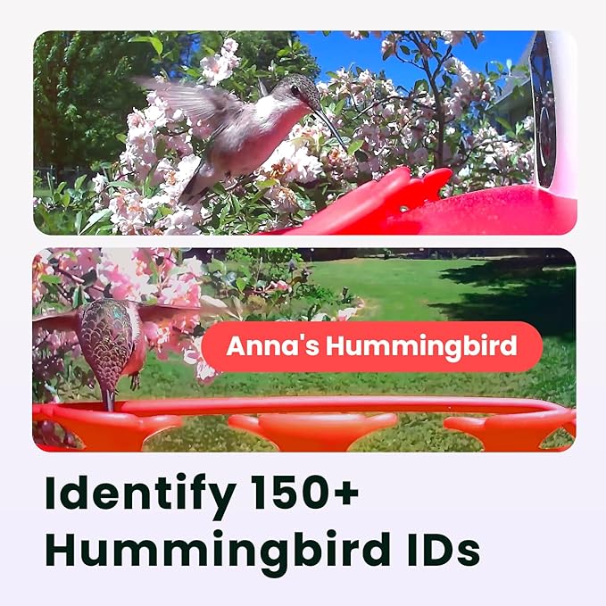 Birdfy Hummingbird Feeder with Dual Cameras AI Identify - 2K HD Smart Cameras, Close-Up Bird Video/Live Watching & Instant Notifications, Ant Moat & Leakproof - 20oz (Lifetime AI)