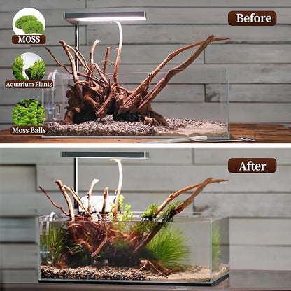 majoywoo Natural Large Driftwood for Aquarium Decor Reptile Decor, Assorted Spider Wood Branch 11-14" 2 Pcs, Fish Tank Decoration