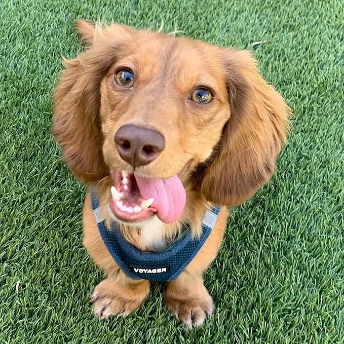 Voyager Step-in Air All Weather Mesh Harness and Reflective Dog 5 ft Leash Combo with Neoprene Handle, for Small, Medium and Large Breed Puppies by Best Pet Supplies - Set (Blue), S