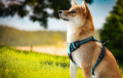 Ziggy Pet Dog Harness Adjustable Nylon Mesh Vest with Leash Clips (Blue, Large)