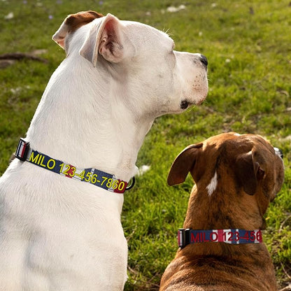 Pawtitas Personalized Dog Collar Medium Dog Collar Embroider Name Phone Number Puppy Collar Adjustable Customized Collar for Medium Dogs Breeds Multicolor Dog Collar