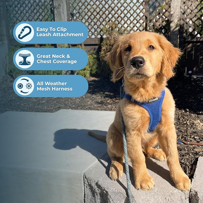 Voyager Step-in Air All Weather Mesh Harness and Reflective Dog 5 ft Leash Combo with Neoprene Handle, for Small, Medium and Large Breed Puppies by Best Pet Supplies - Set (Royal Blue), S