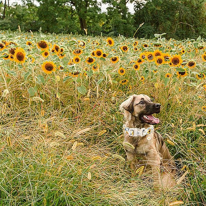 Elegant little tail Dog Collar, Sunflower Pattern Pet Collar Cute Durable Spring Female or Male Adjustable Cotton Pet Collar with Quick Release Buckle for Large Dogs