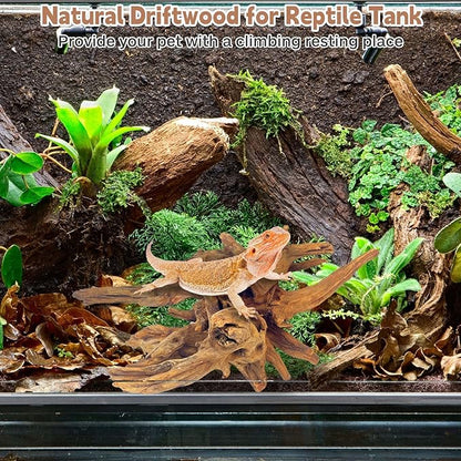 PINVNBY Natural Large Driftwood for Aquarium Fish Tank Decorations, Driftwood for Reptile Tank Bearded Dragon Tank Accessories Terrarium Decor (7.5 to 14.5 inches / 2 Pack)