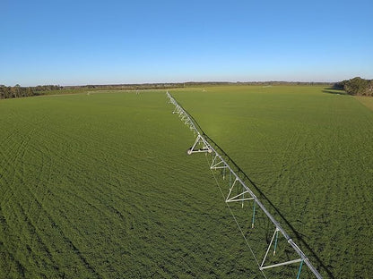 SimplyHay Bermuda Hay – High-Fiber, Low-Calcium Coastal Grass for Rabbits, Guinea Pigs & Small Pets – All-Natural, Hand-Packed, Timothy-Allergy Friendly (40 oz)