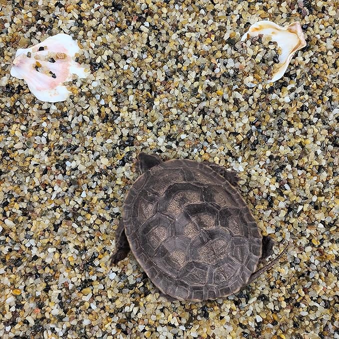 2 lbs Aquarium Sand. 1/16 Inch Fish Tank Coarse Sand Pea Gravel for Substrate, Terrariums, Vase, Plant, Soil Cover and Outdoor Landscaping