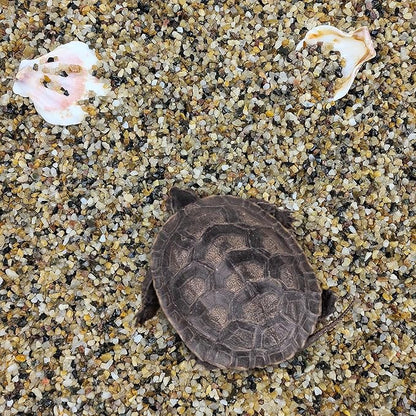 2 lbs Aquarium Sand. 1/16 Inch Fish Tank Coarse Sand Pea Gravel for Substrate, Terrariums, Vase, Plant, Soil Cover and Outdoor Landscaping