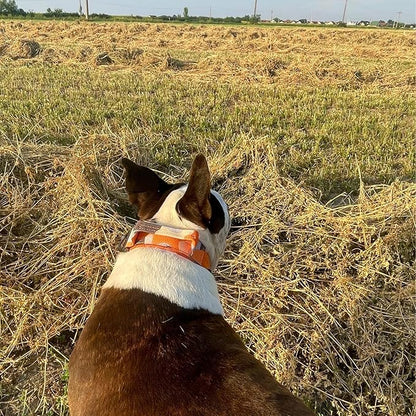ADITYNA Heavy Duty Dog Collar for Large Dogs - Camo Orange Collar with Handle for Training, and Walking - Wide, Thick, Tactical, Soft Neoprene Padded