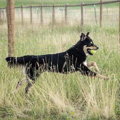 InClover Connectin Natural Hip & Joint Supplement for Dogs with Glucosamine, Chondroitin & Hyaluronic Acid - Soft Chew for Dog Mobility, Comfort & Active Lifestyle Support, 300 Count