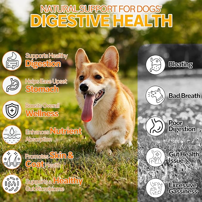 Probiotics for Dogs,6 Digestive Probiotics & 6 Enzymes for Gut Health,Digestion & Gut Support,Helps Diarrhea, Yeast Infection, Upset Stomach,Allergies & Immune System Support-300 Chews