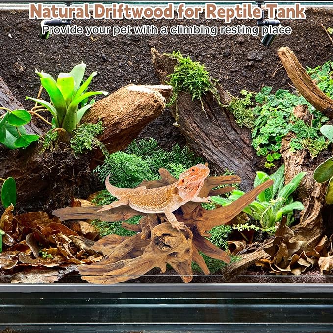 PINVNBY Natural Driftwood for Aquarium Fish Tank Decorations Assorted Branches Bearded Dragon Tank Accessories Terrarium Decor (6.5-12 inches/4 Pack)