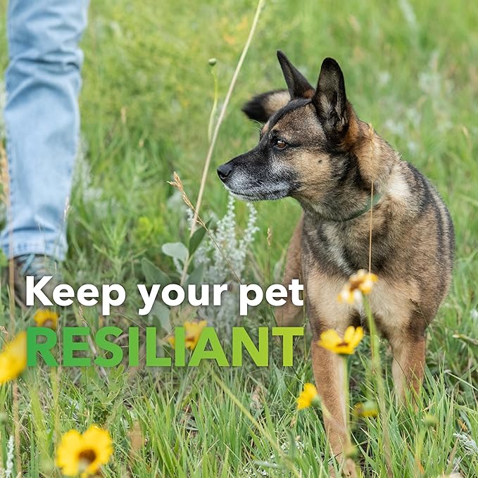 InClover Natural Dog and Cat Allergy Relief Supplement with Turmeric, Mangosteen, and Bromelain - for Pets with Seasonal or Environmental Allergies. Supports Immunity and Maintains Histamine Levels