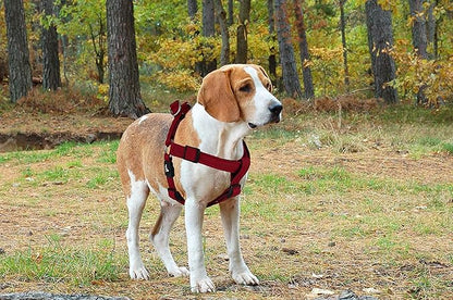 Kruz No Pull Dog Harness (Chest 26”-38”, Weight 44-88 lbs) Heavy-Duty Pet Harness for Large Breeds, Ultra-Comfort Fit, Lifetime Durability, Adjustable Dog Harness No Pull Design (Black, Large)