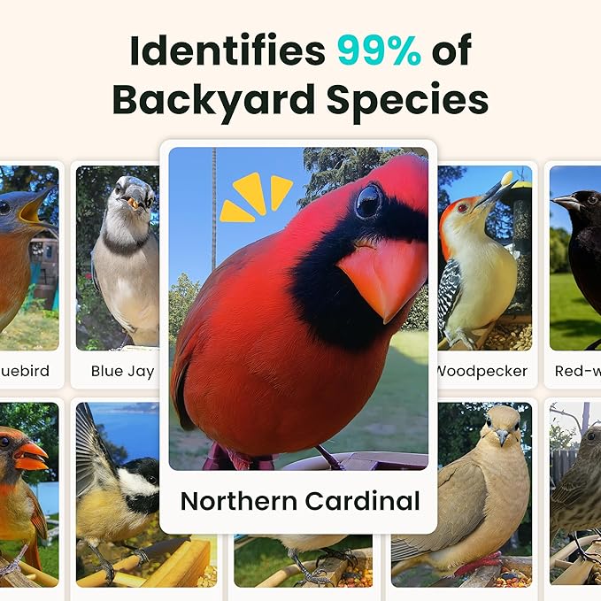 Birdfy Smart Bird Feeder with Camera Solar Powered, Night Insight & Slow-Motion Video for Outdoors & Backyard Birds Watching, AI Identify 6000+ Species by Subscription, Wood