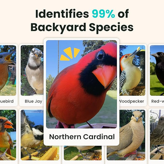 Birdfy Smart Bird Feeder with Camera Solar Powered, Slow-Motion Video & Night Insight, AI Identify 6000+ Species Lifetime Free, Ideal for Outdoors Bird Watching & Gifts for BirdLovers, Wood